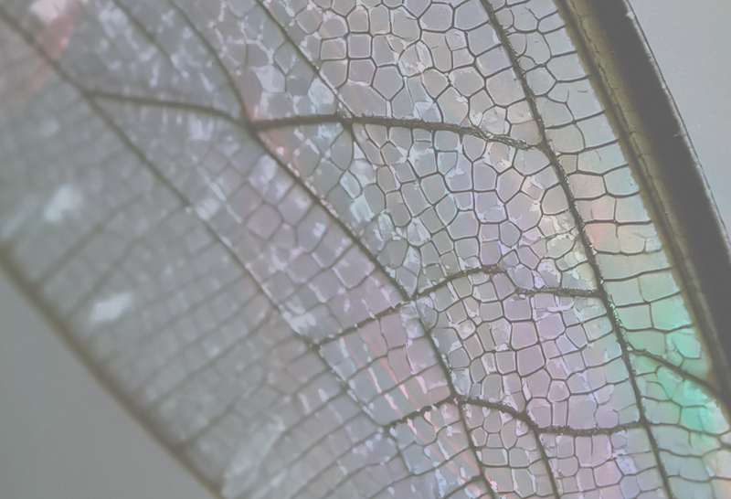 METAMORPHOSIS: IL VIAGGIO MULTISENSORIALE DI IRIS CERAMICA GROUP A FUORISALONE